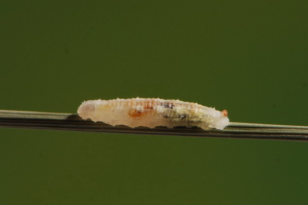 bruco da identificare